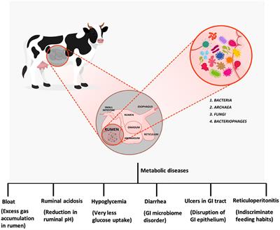 Gut Microbiota and Their Role in Health and Metabolic Disease of Dairy Cow